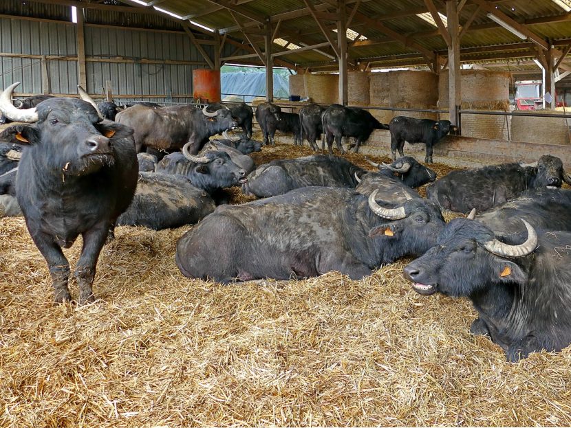La ferme du Clos du Val élevage de bufflonne en agriculture biologique à Plédéliac